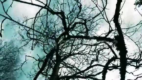 蓝天背景上无叶干枝在森林中旋转蓝天视频的预览图