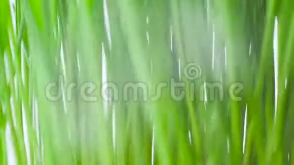 白色背景上旋转的亮绿色草地的纹理视频的预览图