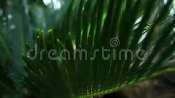棕榈叶视频的预览图
