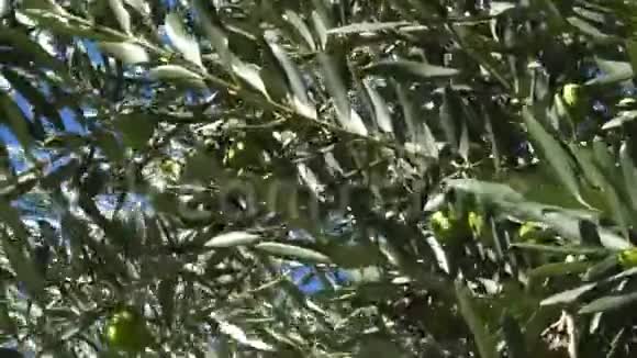 绿色的橄榄枝在风中摇曳视频的预览图