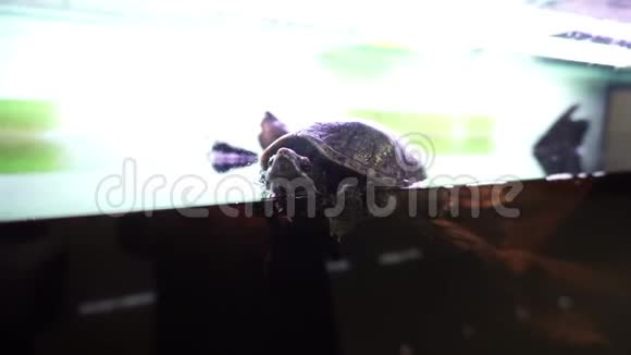 美丽的小麝香龟坐在石头上视频的预览图