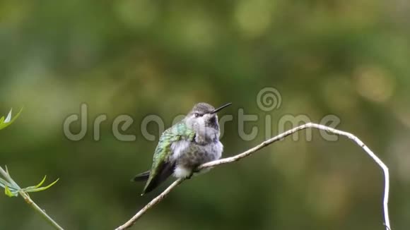 夏天小绿蜂鸟坐在藤蔓上视频的预览图