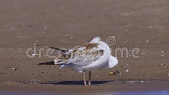 这只鸟是一只年轻的海鸥站在沙滩上清理羽毛视频的预览图