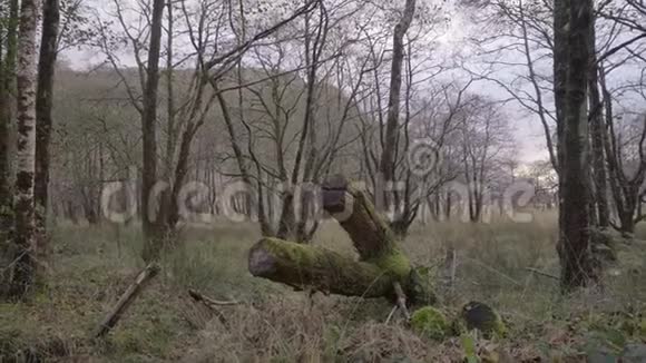 洛奇谢尔海岸一片林地的手持镜头视频的预览图
