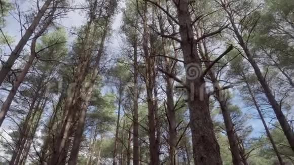 低角度动态移动射击循环在非常高的松树顶部视频的预览图