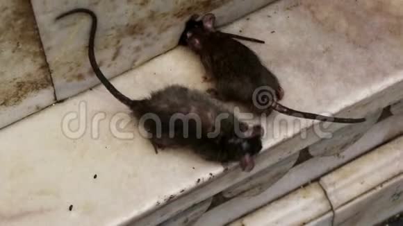 神圣的老鼠在卡尔尼寺比卡纳视频的预览图