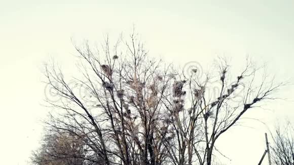 一群乌鸦飞过一棵树视频的预览图