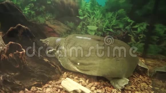 中国软壳龟龟鳖睡在水族馆的底部视频的预览图