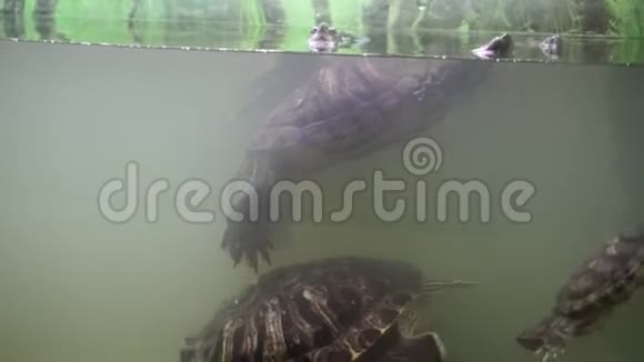 一组红色的池塘滑块在水族馆神奇的海龟世界视频的预览图
