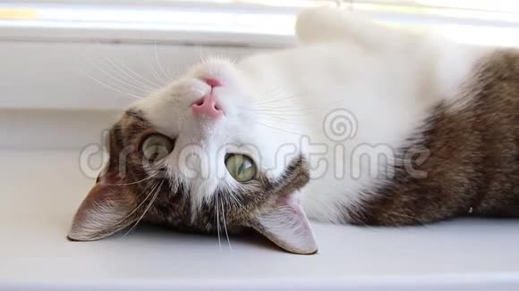 一只灰白色的猫大绿眼睛躺在白色的窗台上视频的预览图