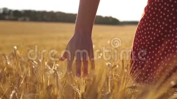 雌性的手在草地上移动着成熟的小麦背景是阳光年轻女子穿过视频的预览图