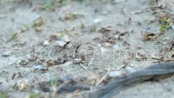 雌性大翅蚁皇背景的团队蚁穴群视频的预览图