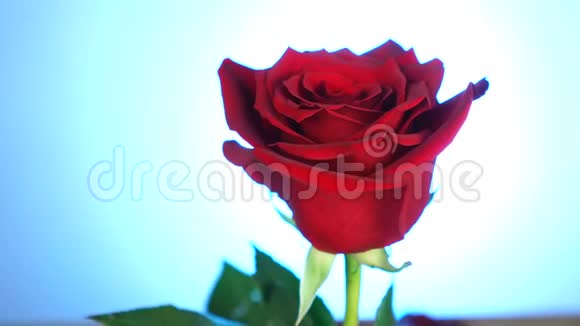 红玫瑰在蓝色背景上旋转爱的象征情人节卡片设计视频的预览图