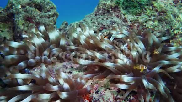 尼莫小丑鱼在海葵上五颜六色的健康珊瑚礁海葵尼莫夫妇在水下游泳红海视频的预览图