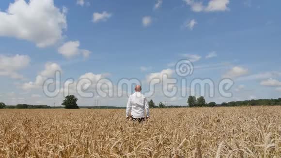 一个人留下来在背景多云的天空的麦田里摸着一只麦穗概念生态清洁空气夏季视频的预览图