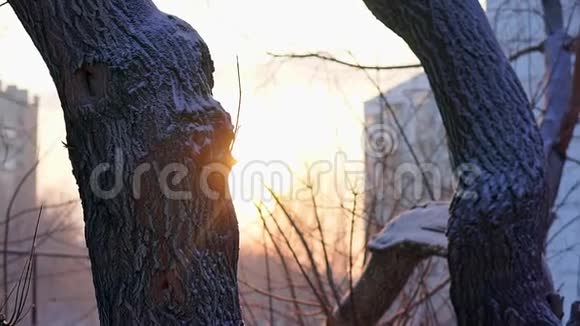 树干被雪覆盖早晨的阳光照在树枝上视频的预览图