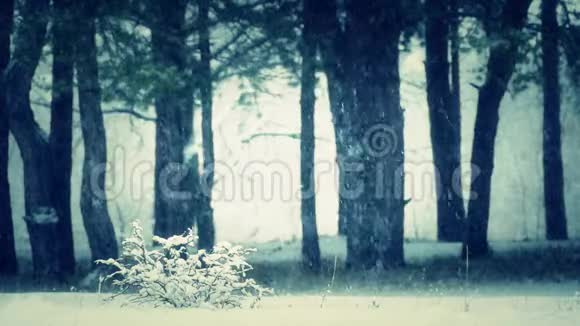 冬天降雪时的松林雪在松树树干轮廓的背景下缓慢地落下视频的预览图