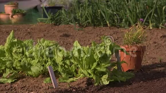 阳光下的绿色蔬菜视频的预览图