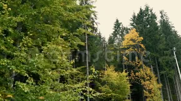 一览山林绿景摄像机沿着森林移动有绿色和黄色的树视频的预览图