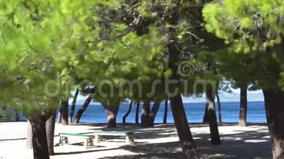 绿色松树和海滩在恶劣的天气和大风克罗地亚Makarska视频的预览图