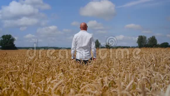 一个人留下来在背景多云的天空的麦田里摸着一只麦穗概念生态清洁空气夏季视频的预览图