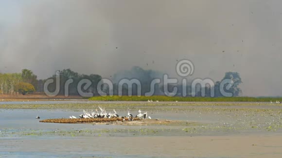 在比尔巴邦的丛林大火和鸟的生命视频的预览图
