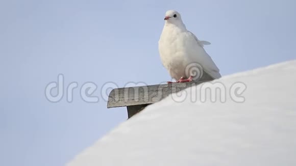 白鸽坐在白雪皑皑的屋顶上视频的预览图