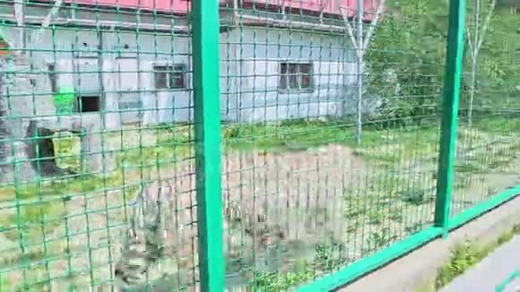 野生大黄虎走在大动物园笼子里视频的预览图