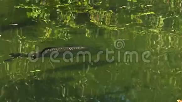 一个大巴兰迪在比拉邦游泳的镜头视频的预览图