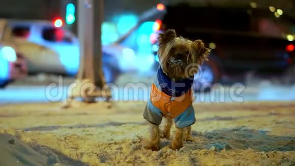 约克郡的猎犬穿着橙色羽绒服晚上在一条下雪的城市街道上迷路了汽车要开了他在找视频的预览图
