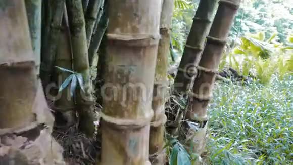 在毛伊岛上靠近巨大竹子的万宝路视频的预览图