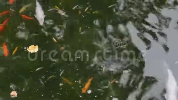 彩色锦鲤鱼在水下游泳视频的预览图