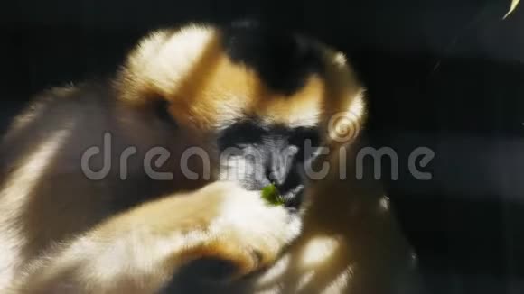 白螯长臂猿吃视频的预览图