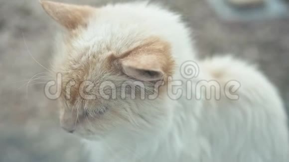 蓝眼睛的白猫视频的预览图