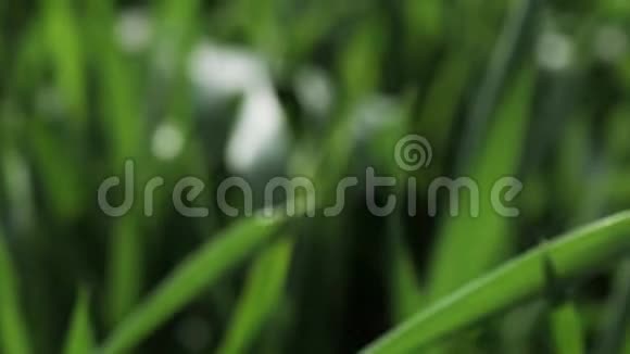 慢动作春日清晨阳光对面的绿草带着露水视频的预览图