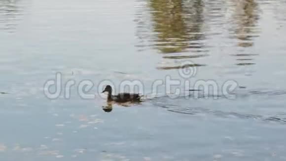 成群的鸭子和鸭子游着奥尔加池塘彼得霍夫视频的预览图