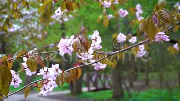 一枝粉樱在公园春风中摇曳视频的预览图