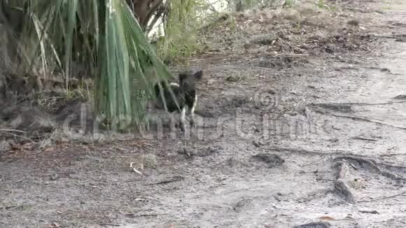 野生小猪在佛罗里达湿地玩耍视频的预览图