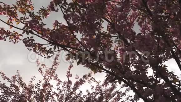 拉脱维亚里加日落时美丽的红樱桃樱花树视频的预览图