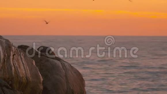 日落时海洋岩石上的海豹海滩景色视频的预览图
