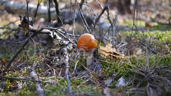 在森林里蘑菇摄像机放大了特写镜头秋天的森林视频的预览图