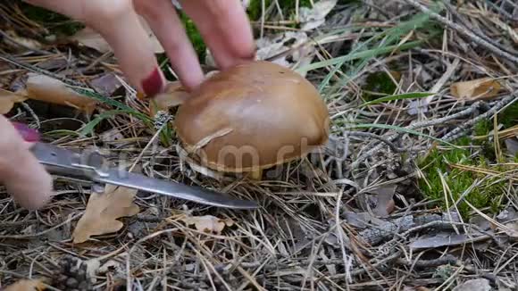 森林里的蘑菇一个女孩用刀切蘑菇特写镜头秋天的天气视频的预览图