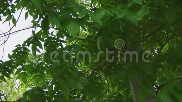 栗子的树枝慢慢地移动着视频的预览图