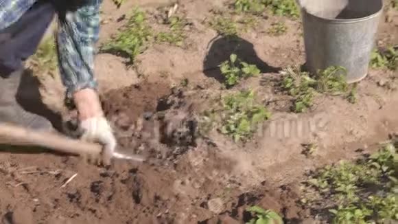 老年妇女从花园里的芦苇里挖熟土豆放进水桶里视频的预览图