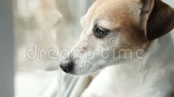 可爱的小狗杰克罗素猎犬望着窗户快关门日光录像片段视频的预览图