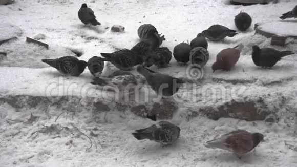 一群灰色的城市鸽子在雪地上吃种子寒冷的冬天在城市里成群结队地寻找食物视频的预览图