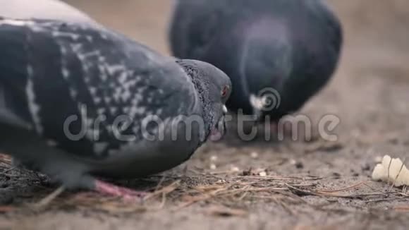 近距离拍摄慢动作进食的鸽子视频的预览图