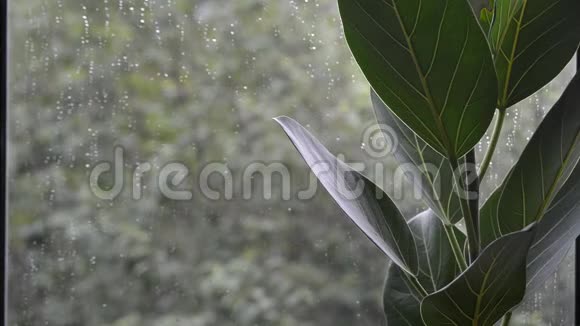 窗外阴雨天气恶劣的榕树叶片视频的预览图