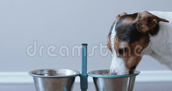 狗从碗里吃出来视频的预览图