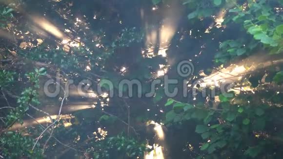 太阳阳光在树的枝叶之间照射视频的预览图